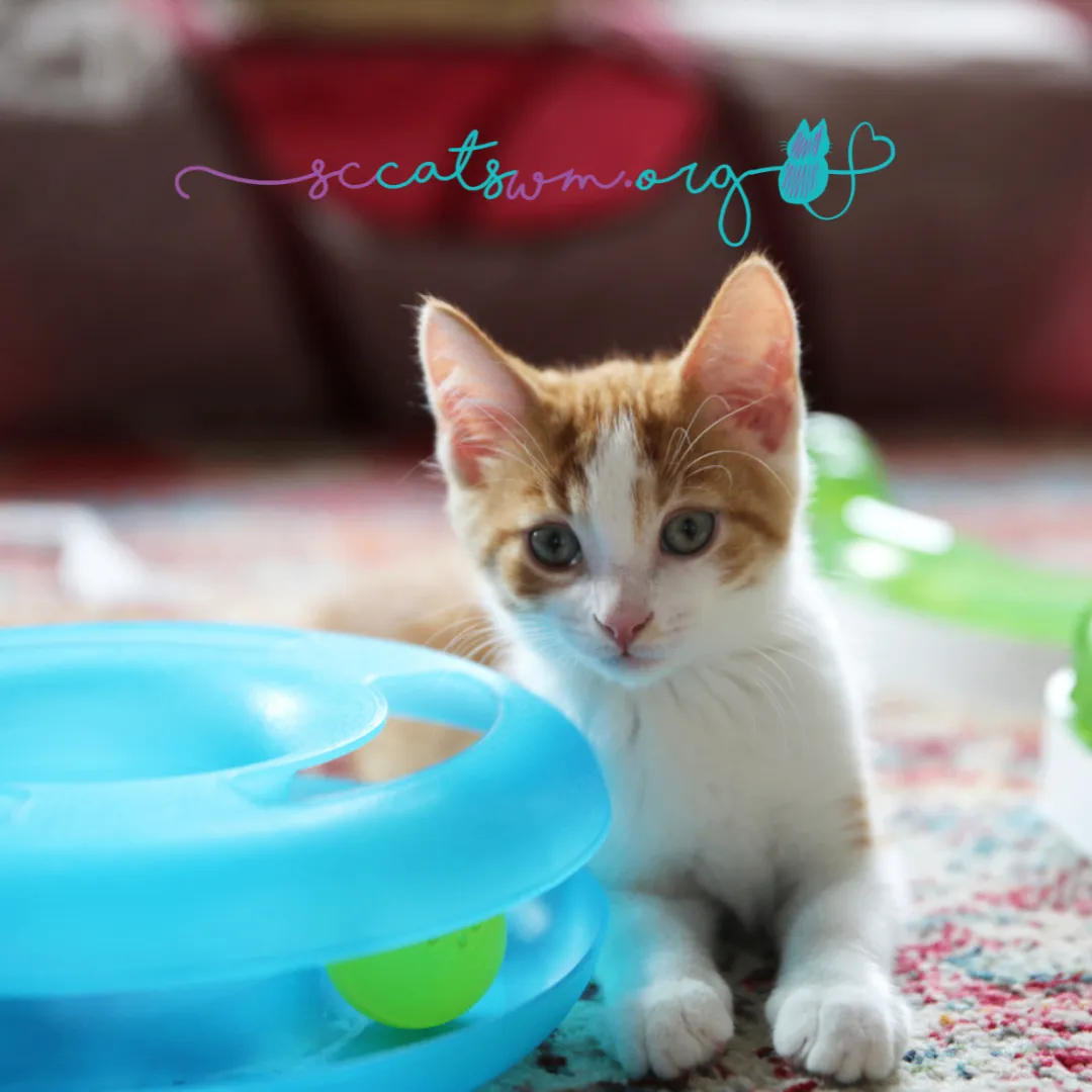 Photograph of an orange and white kitten beside a blue toy, with catswm.org lettering.