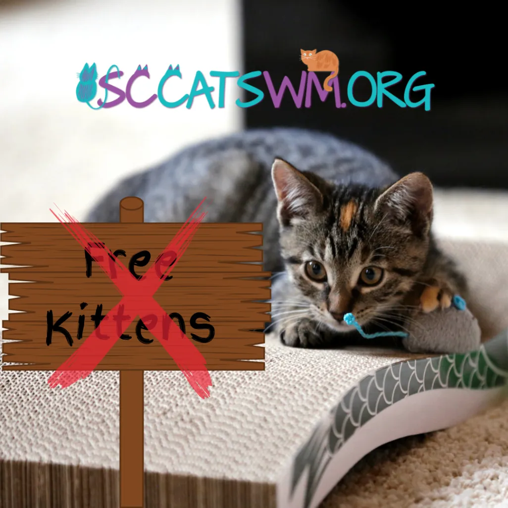 Graphic of a tabby kitten on a scratching post with the Second Chance Cats of West Michigan logo.