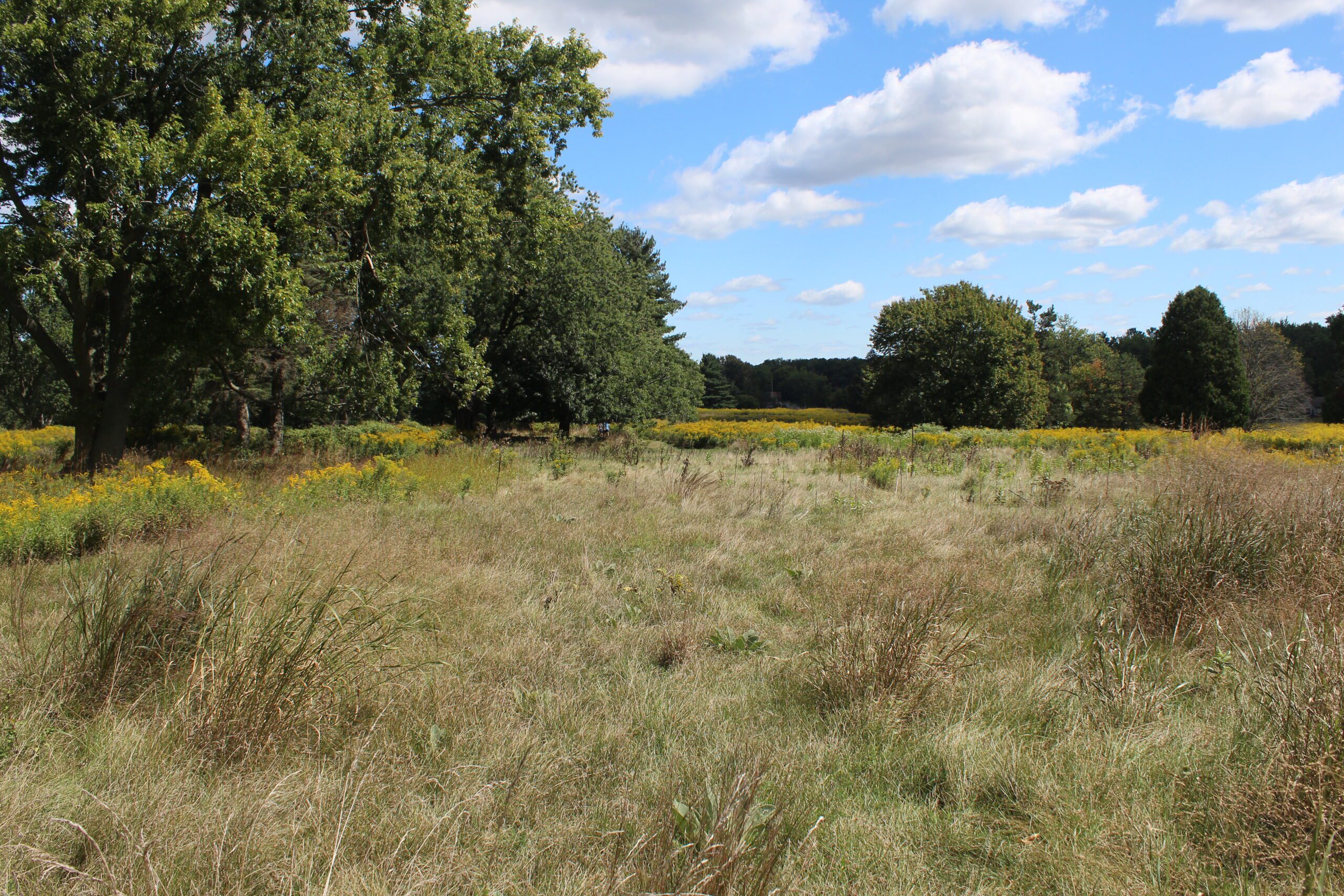 A wide, open field covered with tall, golden grasses, surrounded by lush green trees under a blue sky with scattered clouds. The area looks peaceful and spacious, with a slight breeze rustling the vegetation.