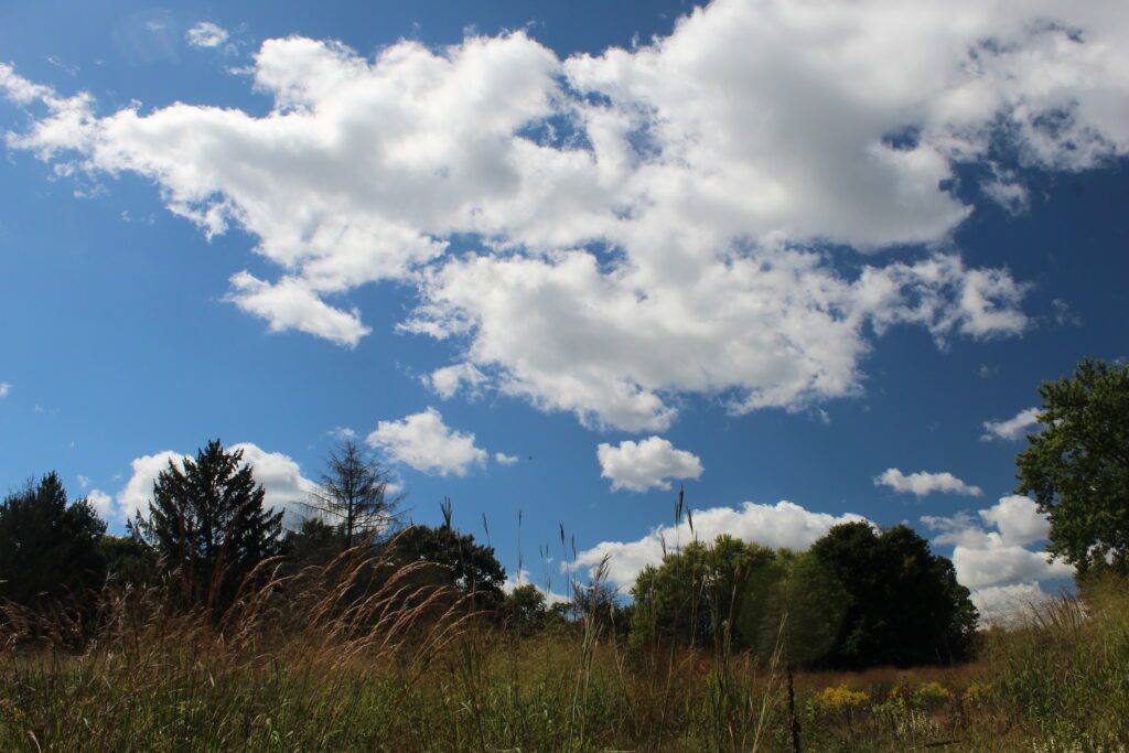 A scenic view of a grassy field under a bright blue sky filled with fluffy white clouds. Tall grasses sway in the foreground, while trees line the background, creating a peaceful, natural setting. the Highlands Grand rapids, Randi Bagley Photographer