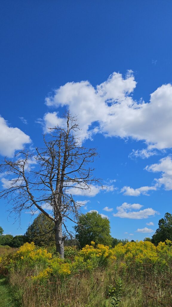 A tall, bare tree stands against a vibrant blue sky, surrounded by yellow wildflowers and lush green shrubs. The bright day accentuates the contrast between the tree’s bare branches and the lively surrounding nature.