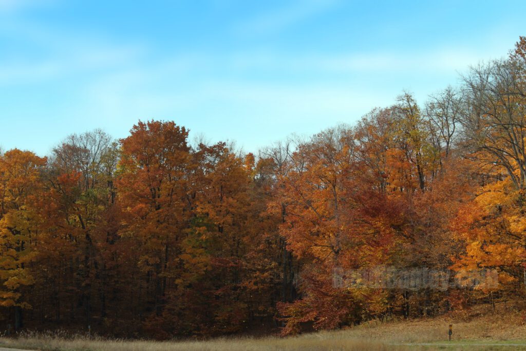 Close-up of an autumn forest with orange, red, and yellow leaves beneath a blue sky.