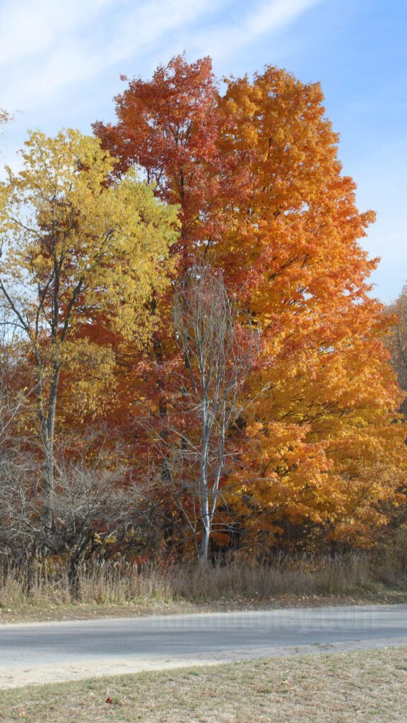 Close-up of vibrant orange and yellow autumn trees lining a quiet country road.